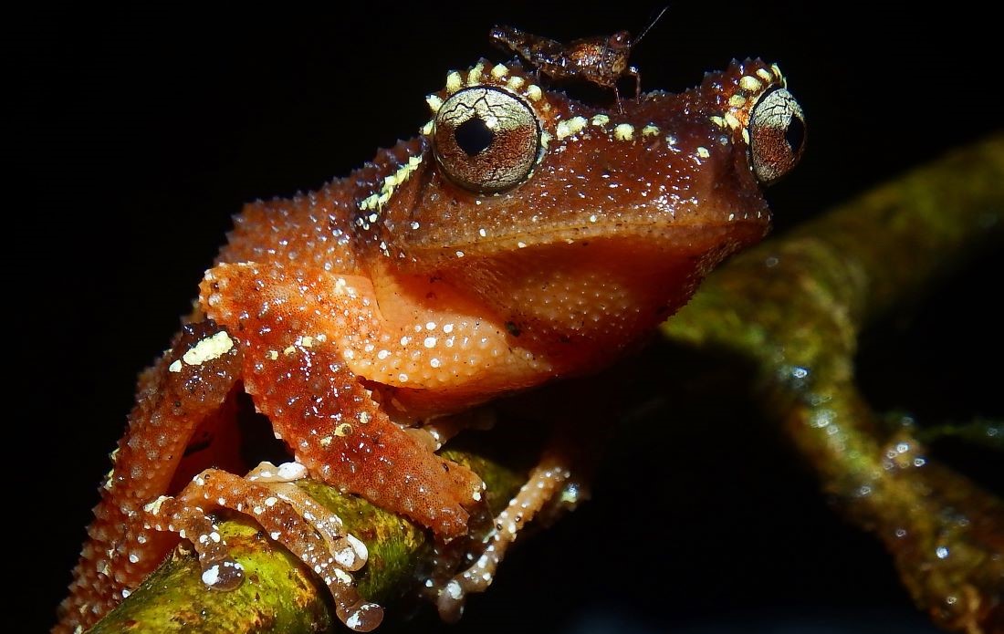Afrormosia growing scheme at the Compagnie Forestiere et de Transformation (CFT) in Kisangani, DRC.