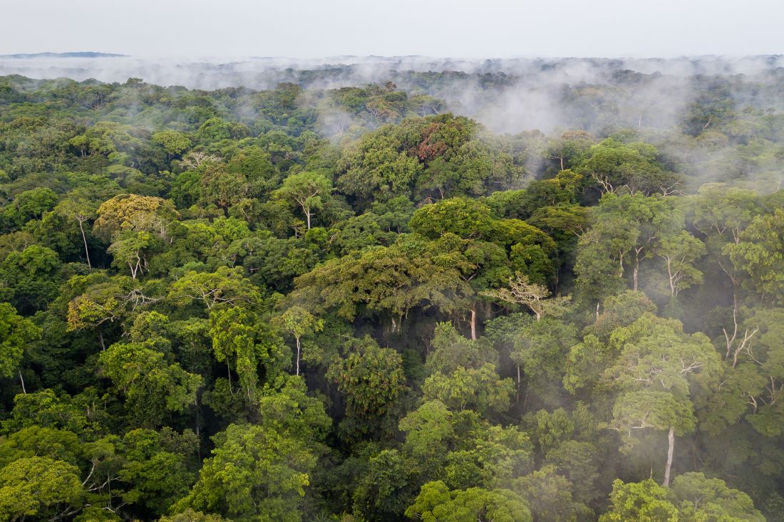 The need to strengthen the conservation of primary forests through partnership enhancement and coordination of support