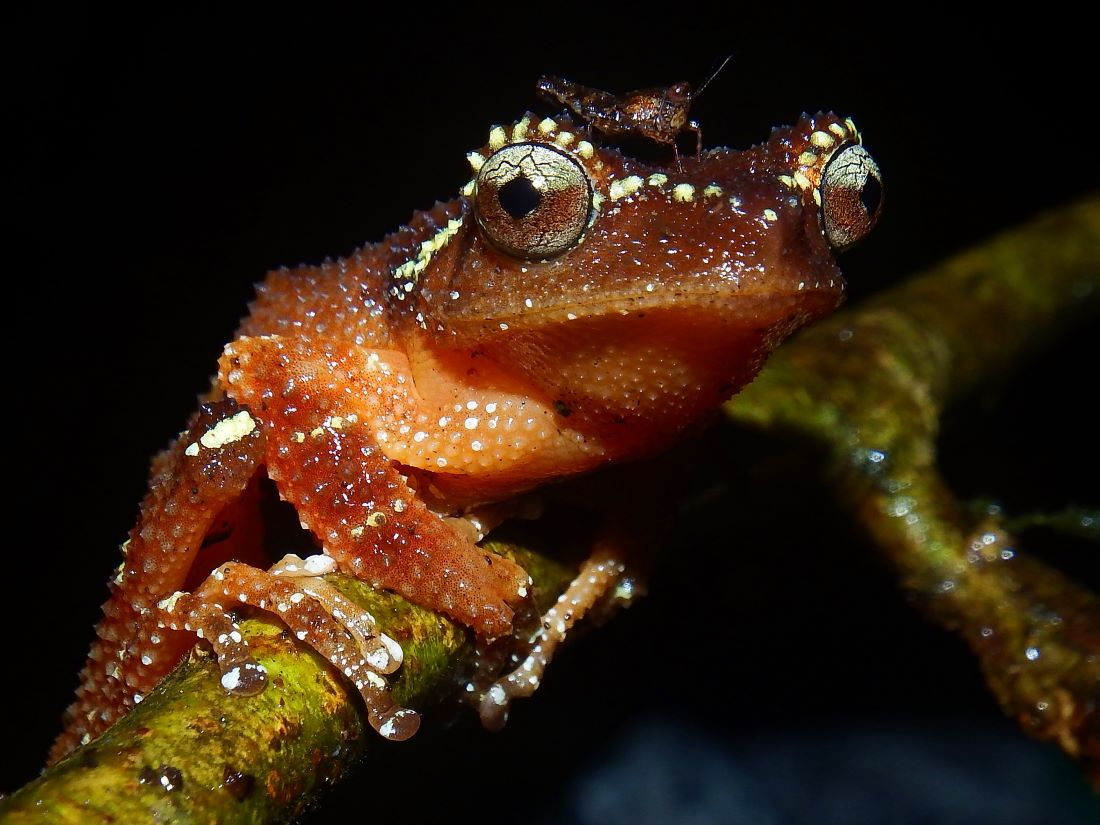 Javan Pearly Tree-frog