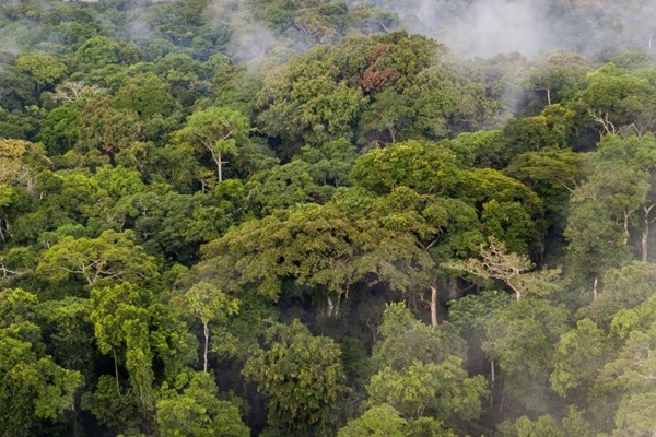 The need to strengthen the conservation of primary forests through partnership enhancement and coordination of support: CPF member discussion