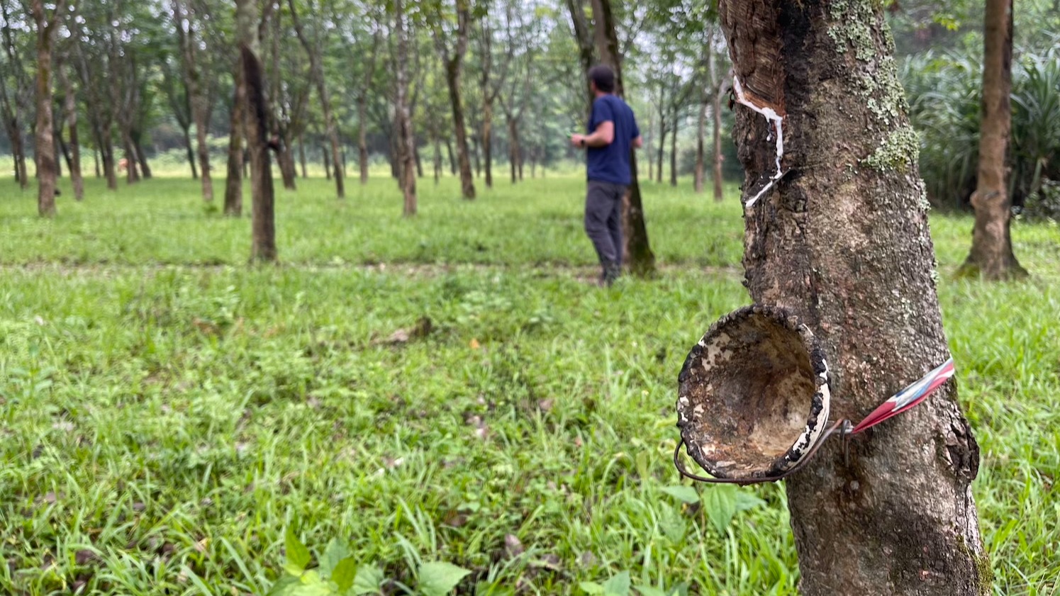 Strengthening Traceability and Sustainability in Viet Nam’s Coffee and Rubber Sectors