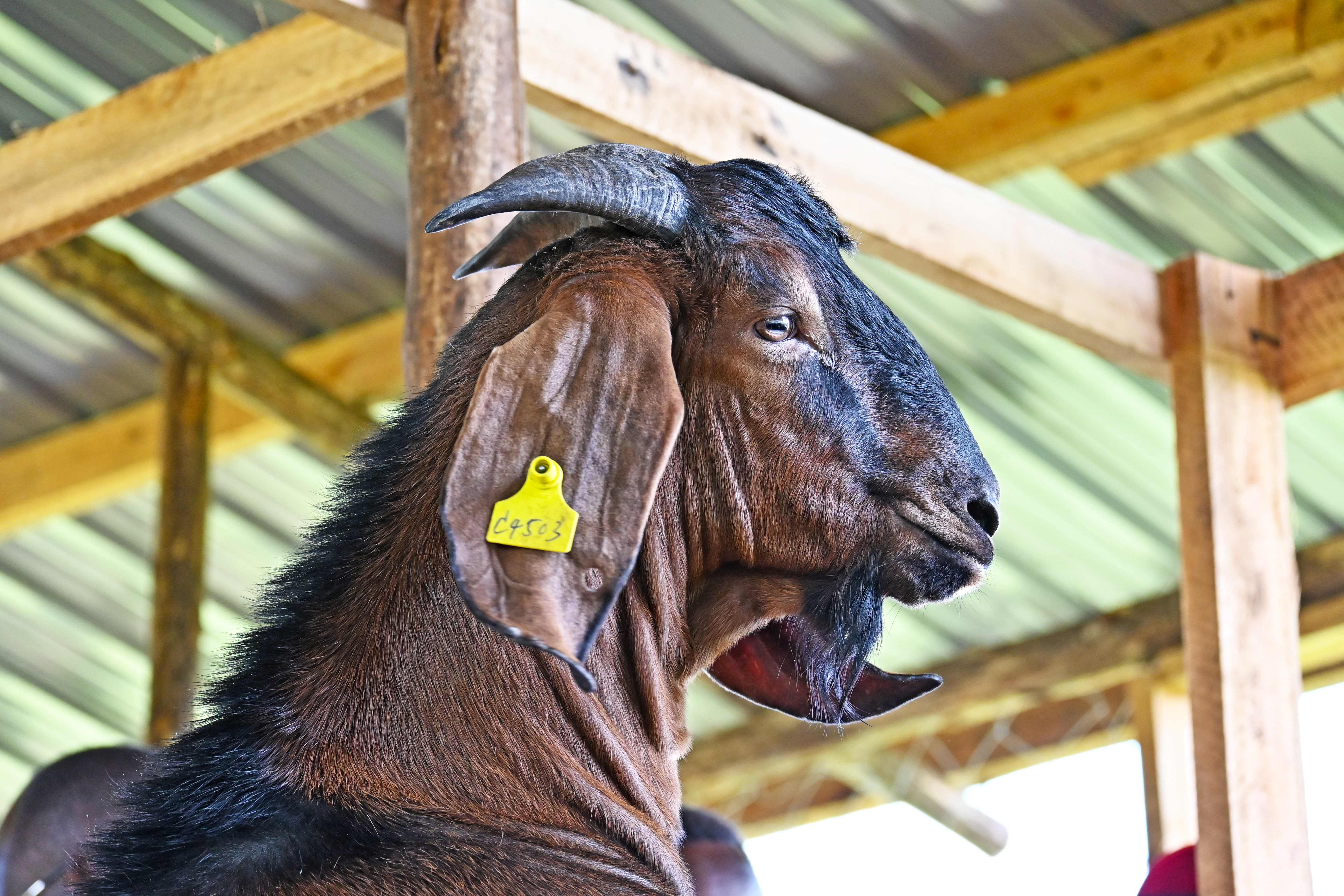 New Jianzhou Big-Eared Goats to boost Uganda's goat breeding efforts