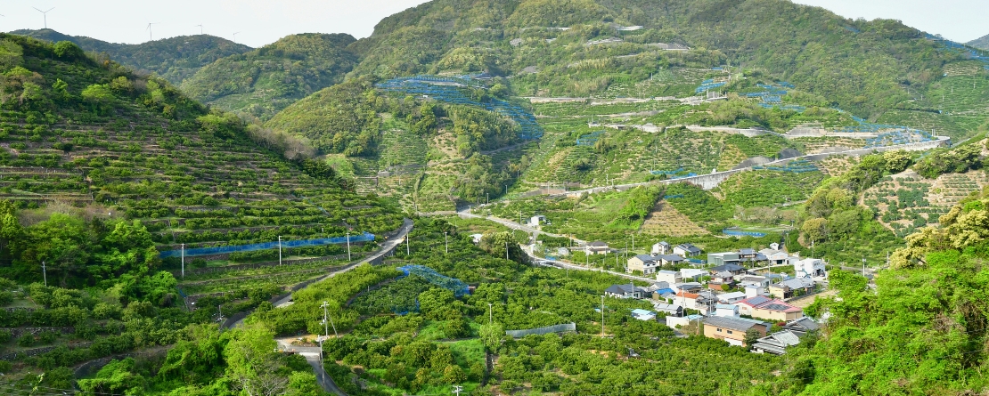 The Stone Terraced Mikan Orchard System of Arida-Shimotsu Region