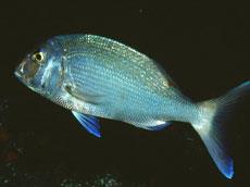 European Seabass and Gilthead seabream - February 2011