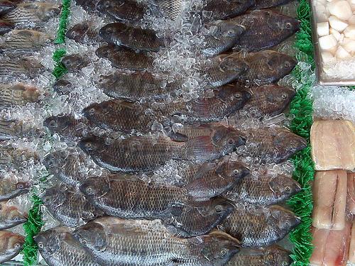 Tilapia - July 2012