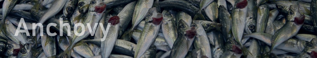 Sonnet Malakaran Anchovy