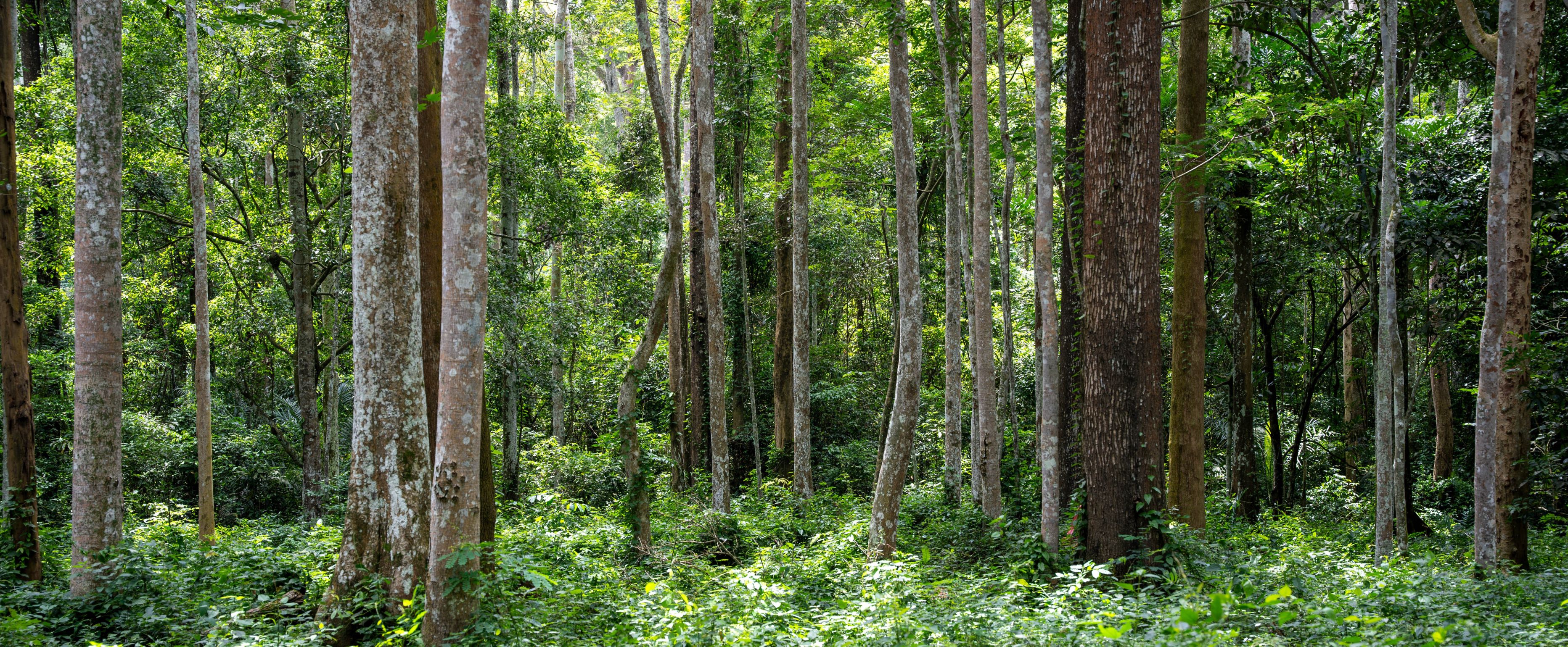 NFI Bobiri_FAO_Maryia (156)