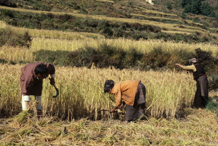 Photo: ©FAO/Franco Mattioli