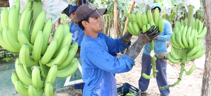 Proyectos | Foro Mundial Bananero | Organización de las Naciones Unidas  para la Alimentación y la Agricultura