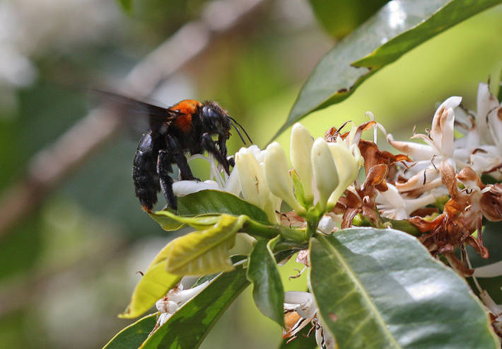The contribution of pollinators to fruit trees