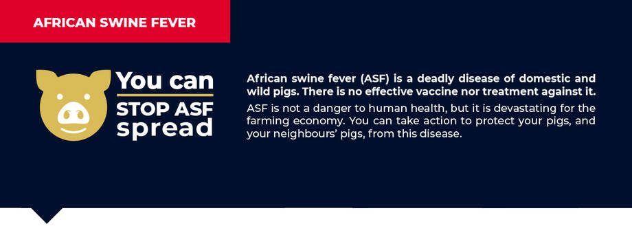 African swine fever | FAO Regional Office for Latin America and the  Caribbean | Food and Agriculture Organization of the United Nations