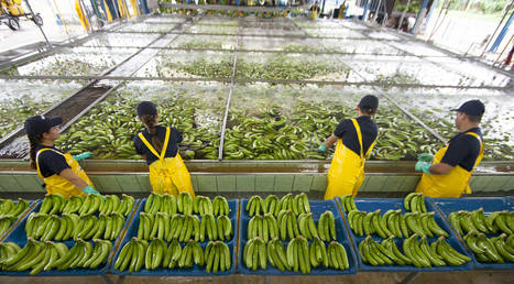 Water footprint of the banana industry | World Banana Forum | Food and ...