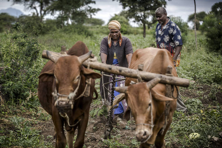 Photo: ©FAO/Luis Tato