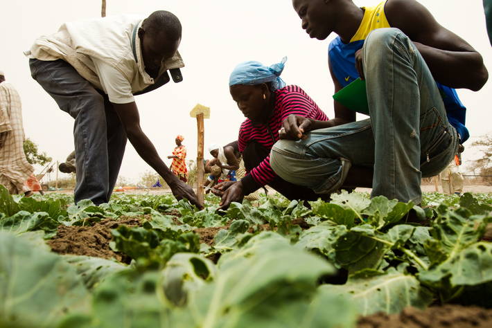 FAO - News Article: Slow Food youth gardens in Africa promote nutrition and  sustainability