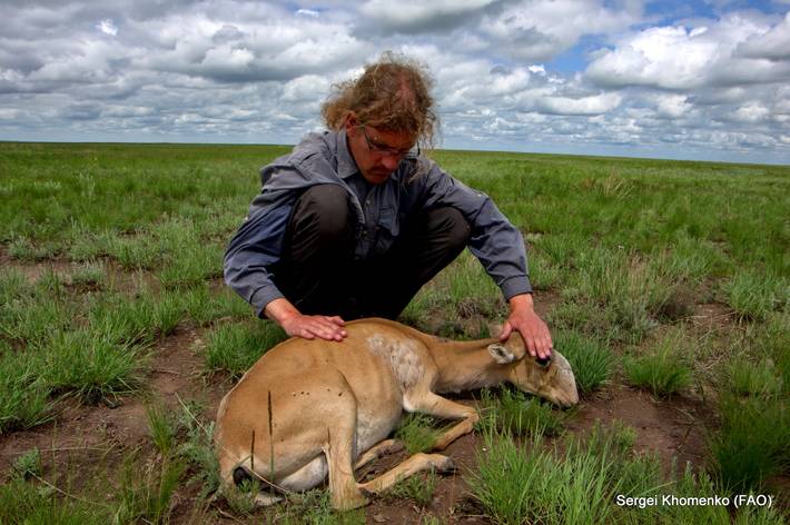 FAO - News Article: Alarm as lethal plague detected among rare Mongolian  antelope