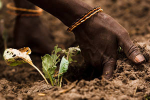 Foto: ©FAO/Olivier Asselin