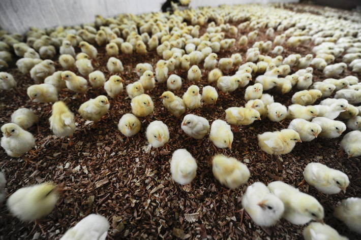 Photo: ©FAO/Omar Sanadiki