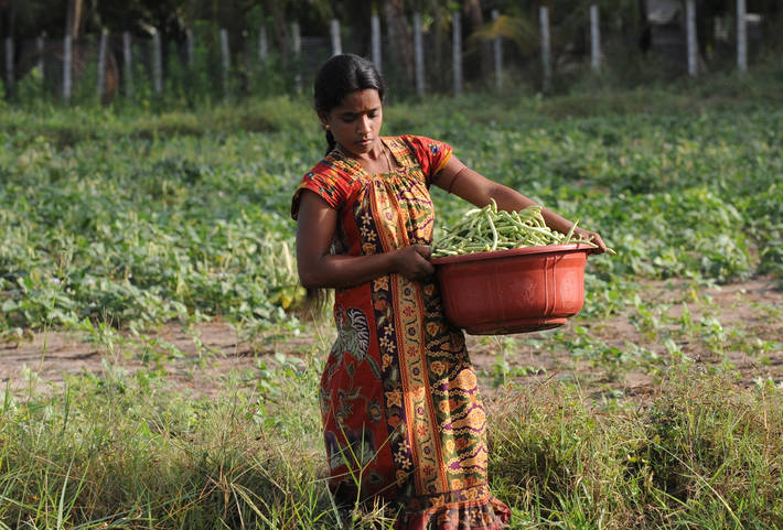 Photo: ©FAO/Ishara Kodikara