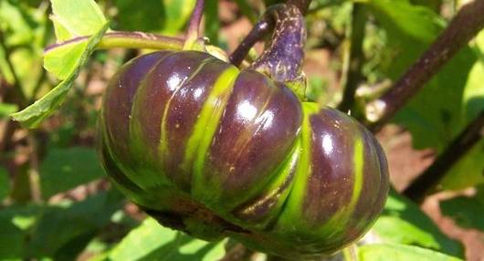 Solanum macrocarpon L . ) and Scarlet ( Solanum aethiopicum L . )