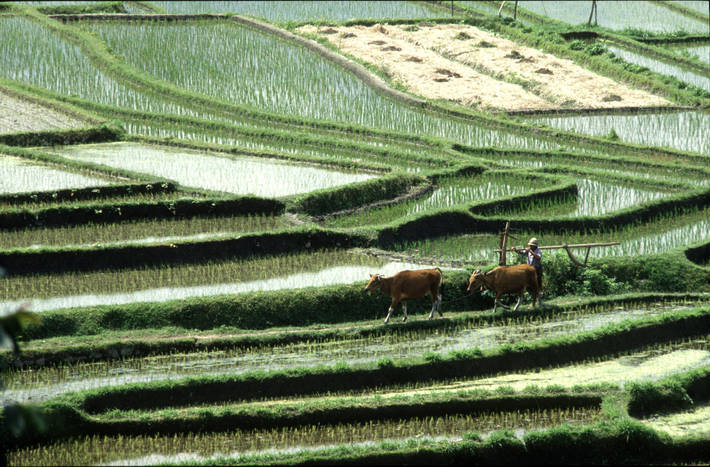 Photo: ©FAO/Roberto Faidutti