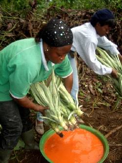 Pineapple suckers are dipped into a solution of ash and copper before planting.