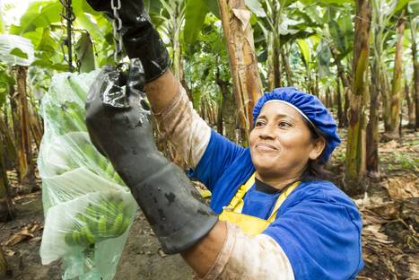 Bananes équitables - Marché des Fermes Lufa