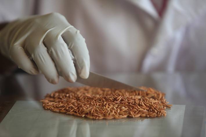 Foto: ©FAO/Paballo Thekiso