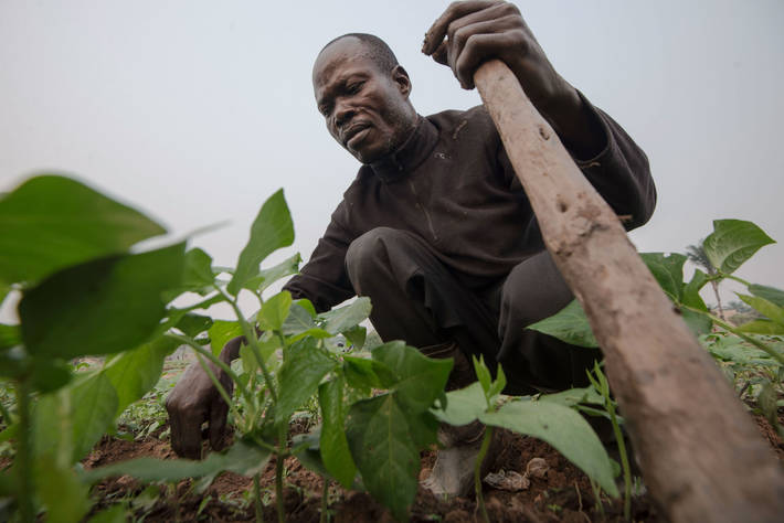 Photo: ©FAO/Junior D. Kannah