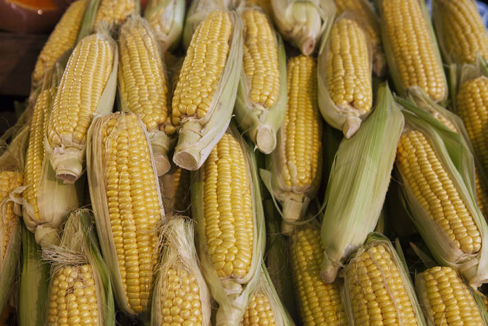 Foto: ©FAO/Marco Salustro