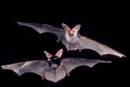 Photo: ©Merlin D. Tuttle, Bat Conservation International
