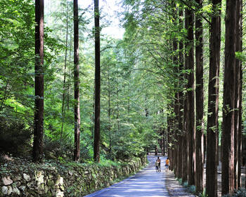 Mt.Jangtaesan Natural Recreation Forest