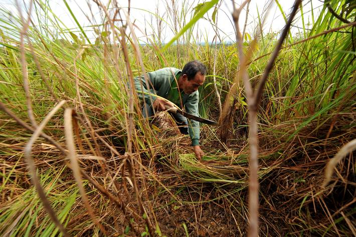 Photo: ©FAO/Noel Celis