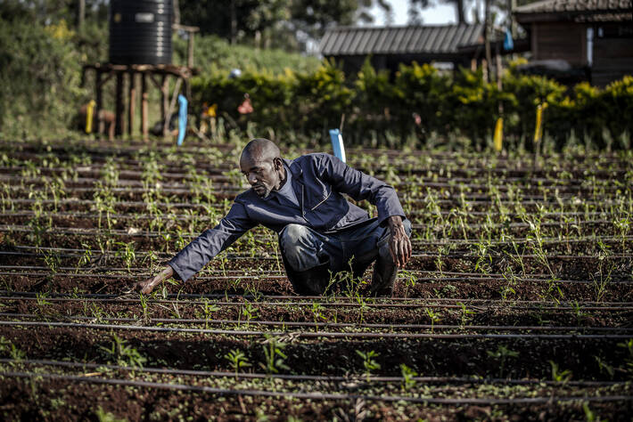 Photo: ©FAO/Luis Tato