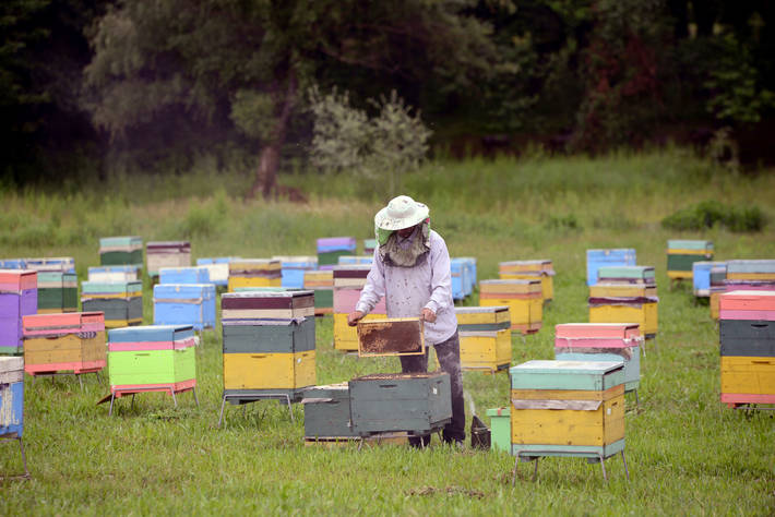 Photo: ©FAO/Tofik Babayev
