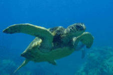 Green sea turtle © A. Nastasi