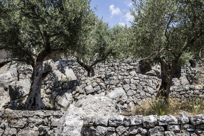 Photo: ©FAO/Cristiano Minichiello