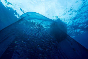 Banc de Comète maquereau
