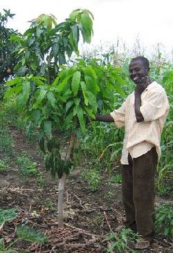 L'agent de terrain du VOMAGA montre un manguier de quatre ans, qui a été élagué afin d'obtenir une meilleure forme. Des nouvelles branches ont déjà commencé à pousser.