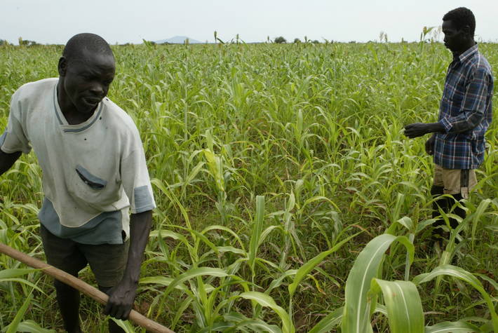 الصورة: ©FAO/Jose Cendon