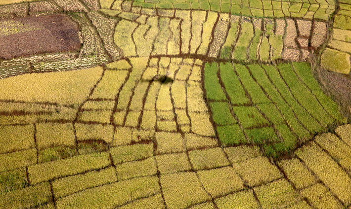 Photo: ©FAO/Yasuyoshi Chiba