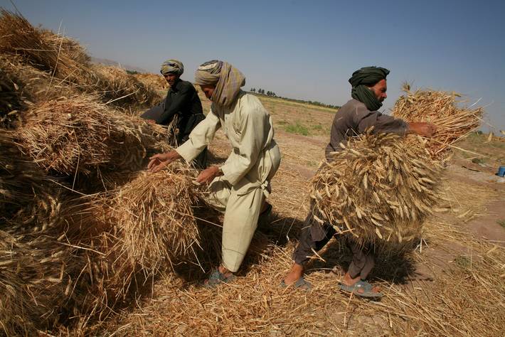 Photo: ©FAO/Giulio Napolitano