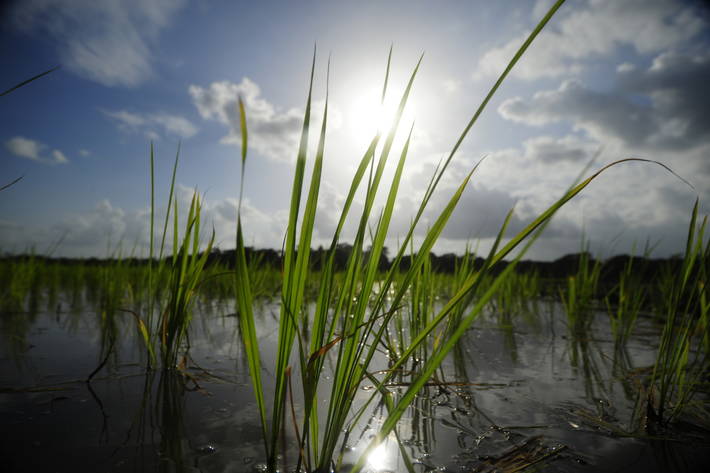 ©FAO/Munir Uz Zaman