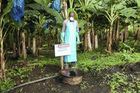 Alerte : les bananes sont en danger à cause d'une maladie