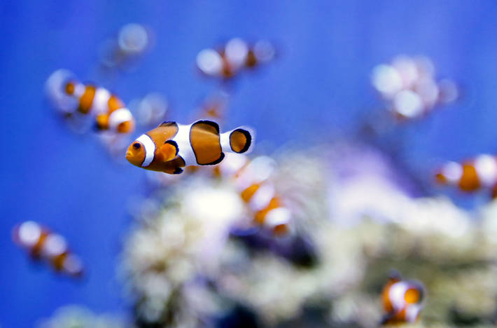 Photo: ©FAO/ Alessia Pierdomenica