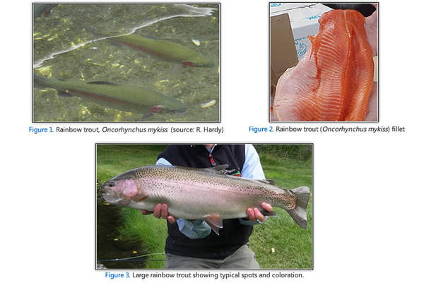 FAO: Rainbow trout home