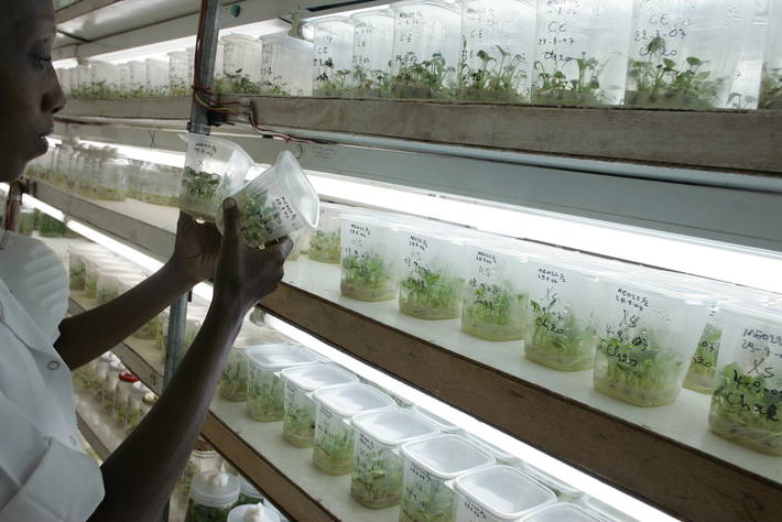 Photo: ©FAO/Giulio Napolitano