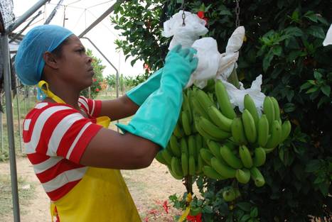 Women and bananas