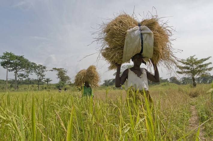 Photo:©FAO/Caroline Thomas / FAO