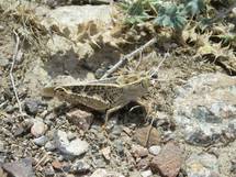 Italian Locust (CIT), Tajikistan 2008. ©FAO/A. Monard