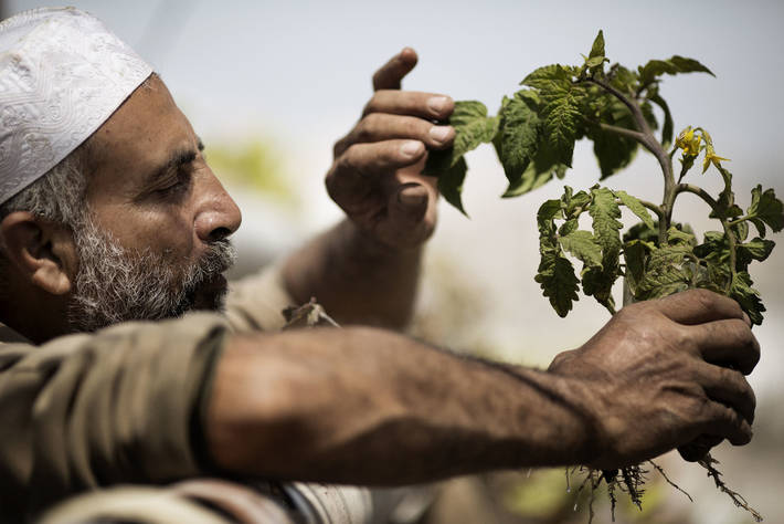 Photo: ©FAO/Marco Longari